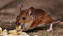 24 Hour & Emergency Exterminators in Richland, NJ
